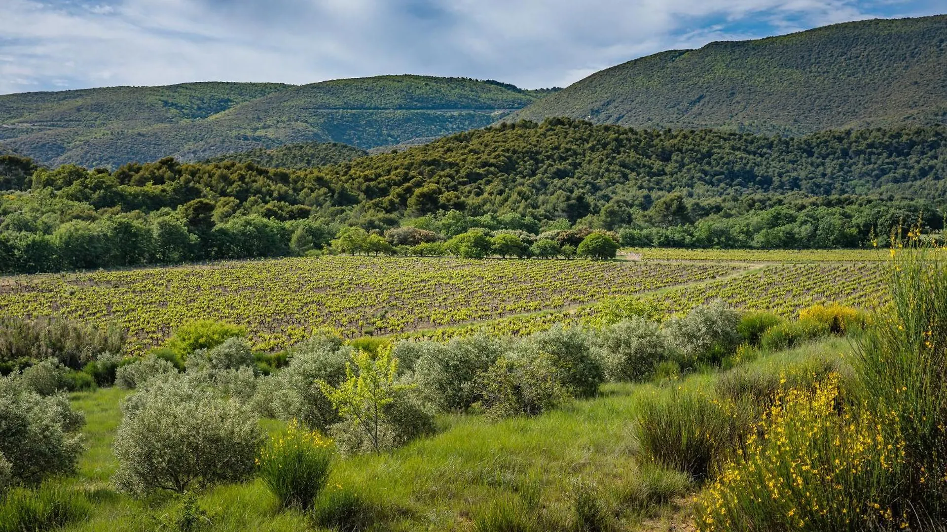 Domaine De La Colline Villa Cucuron Holiday home