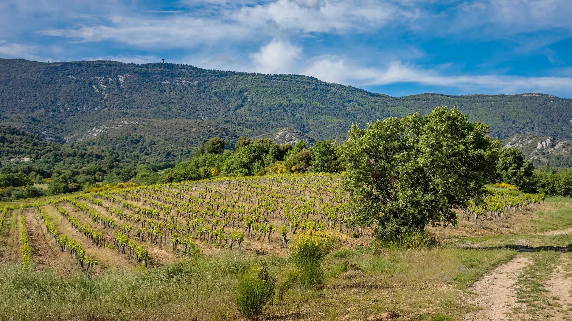 Domaine De La Colline Villa Cucuron Holiday home