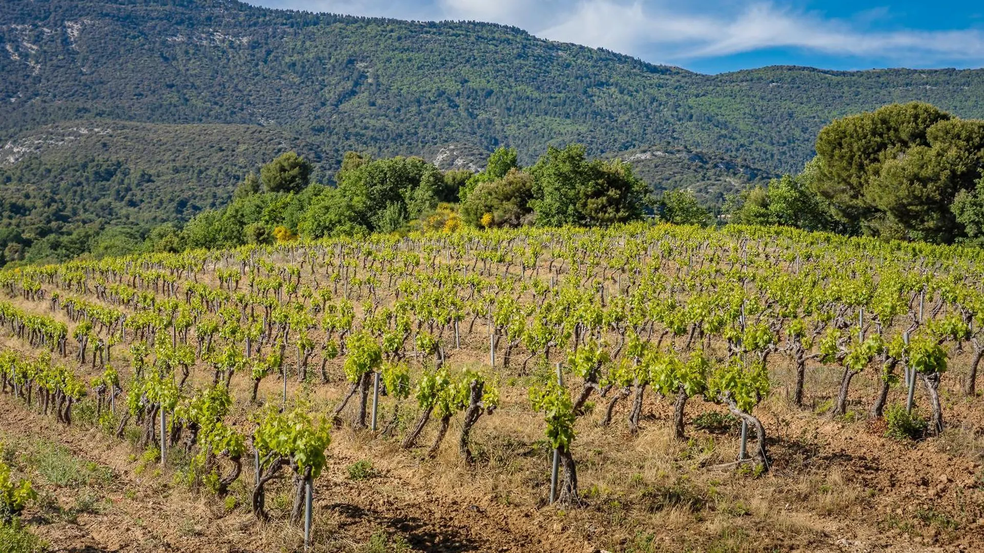 Domaine De La Colline Villa Cucuron